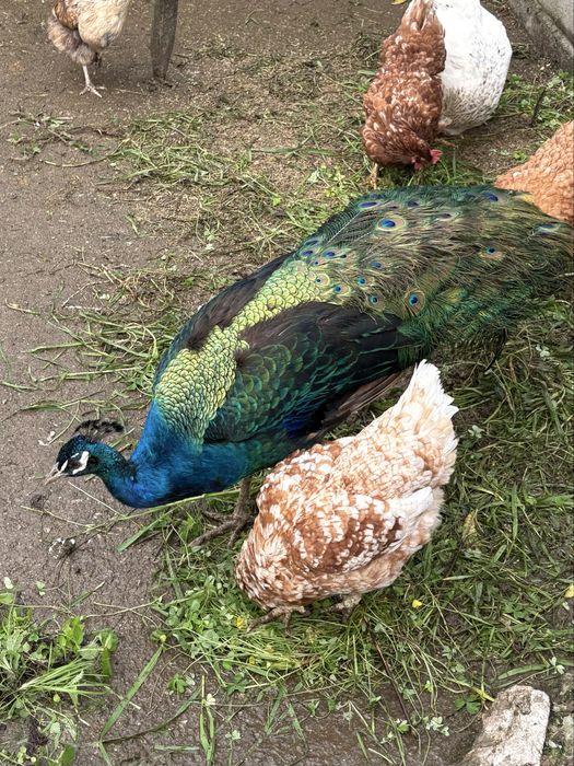 Pavão Asa Negra macho (1 ano e meio)