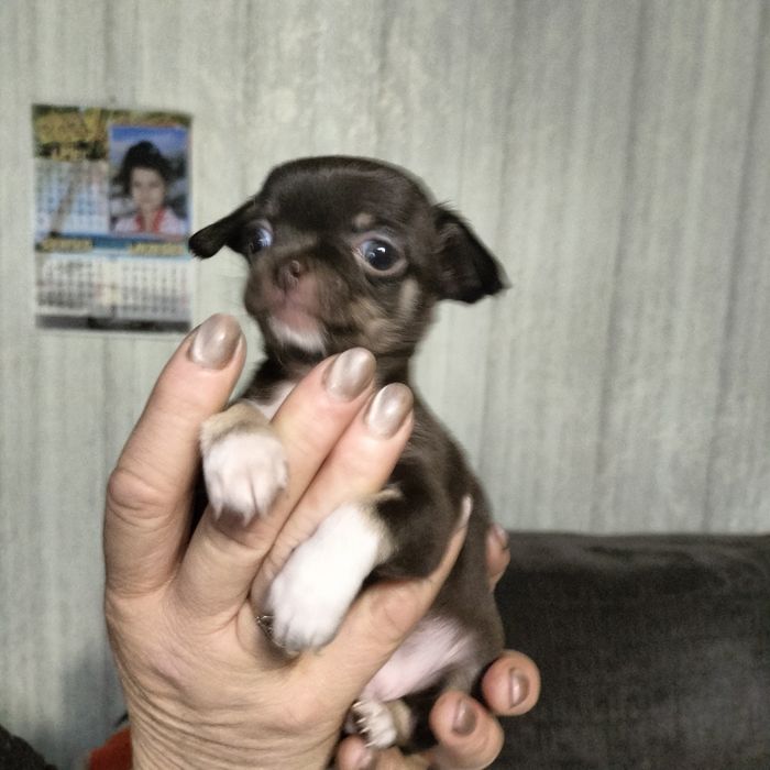 Минички-малышки и мальчишки.