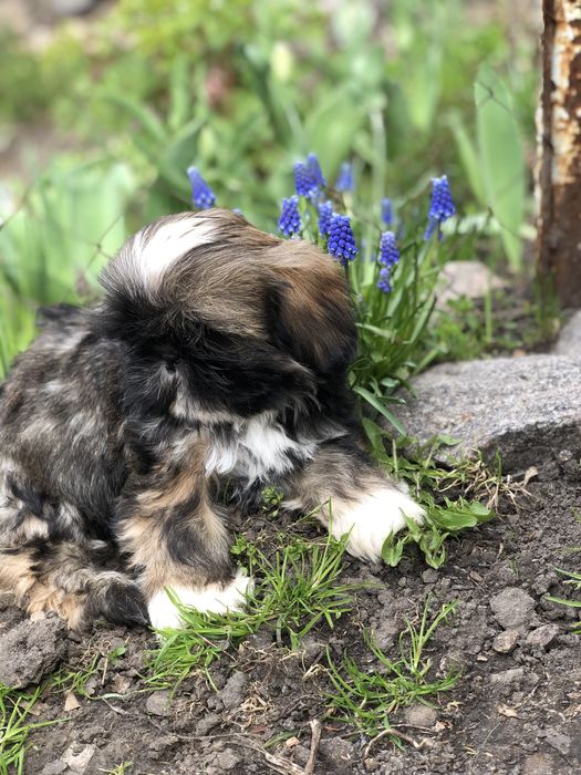 Девочки и мальчики ши тцу