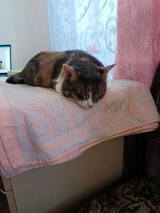 отдам в хорошие руки