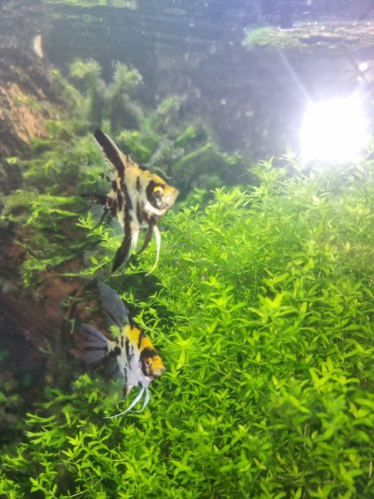 Skalary.           .