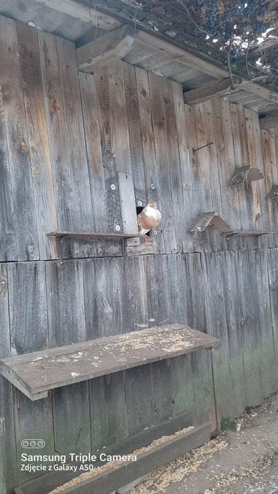 Garlacze Norwich i Pomorski