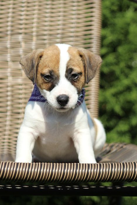 Готові їхати до нових родин вже сьогодні