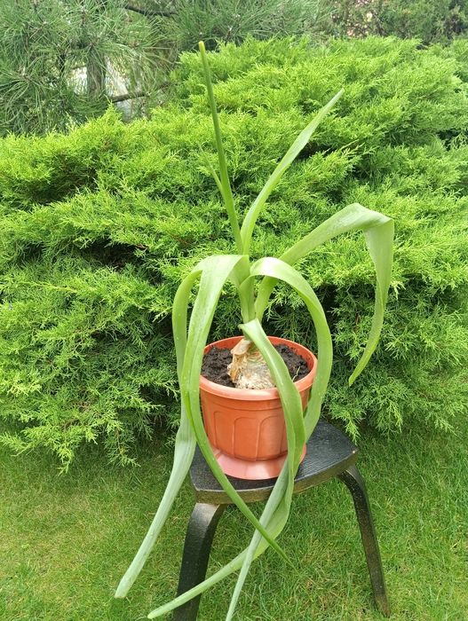 лекарственное растение индийский лук - птицемлечник и Гипераструм