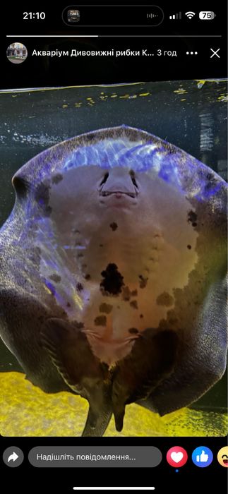 Арована риба дракон 100 см.