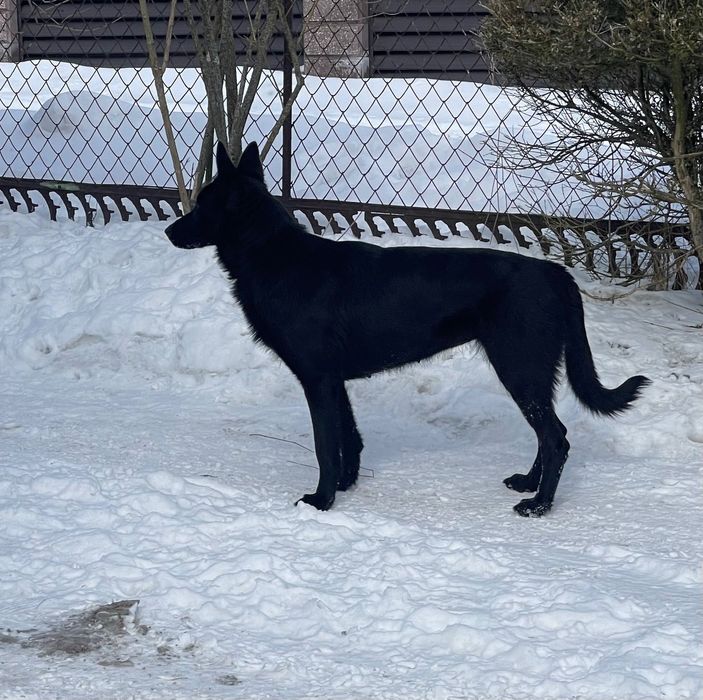 Цуцики в добрі руки