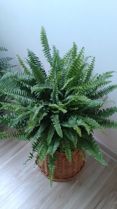 Paproć Nephrolepis duża