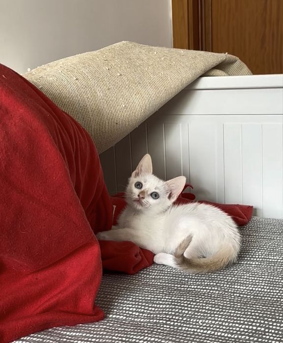 Gatinhos bebes para adoção