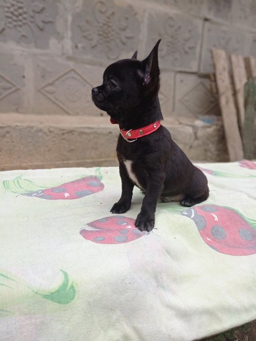 Чихуахуа в продаже