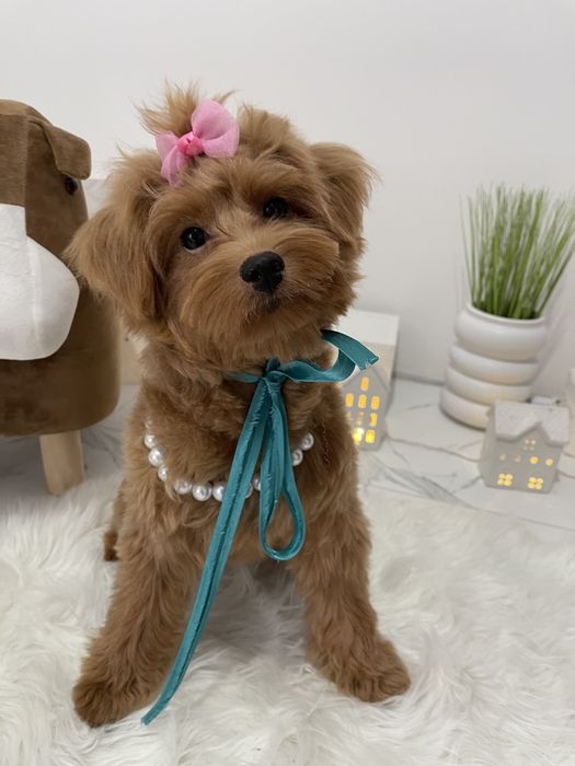 Помапу — Доставка по Україні та Європі  з любовю