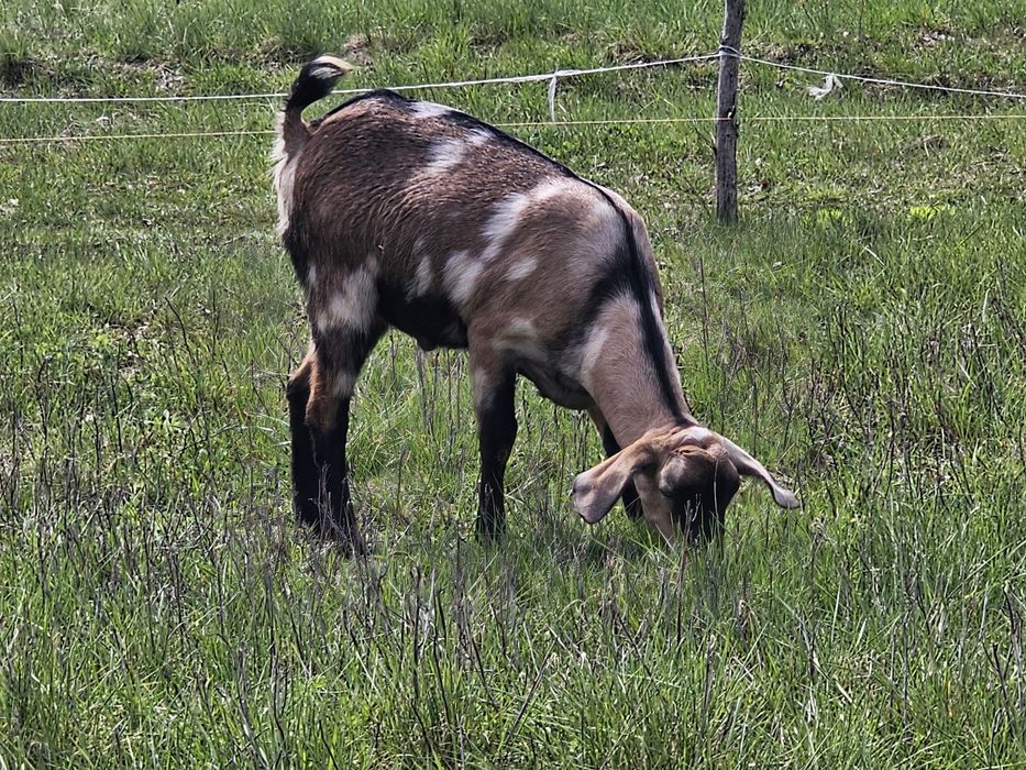 Kozy anglonubijskie/koziołki