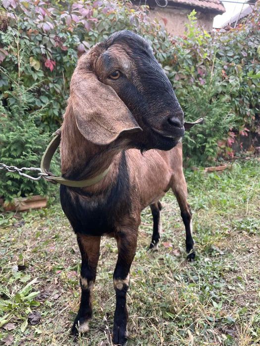 Англо-нубийский козлик вязка