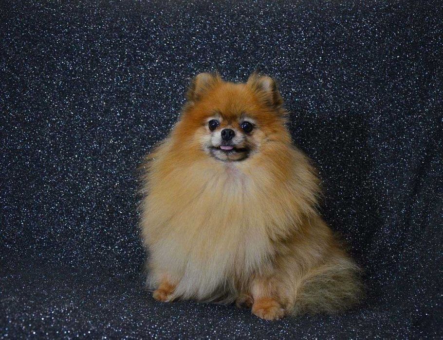 Риженька дівчинка померашка