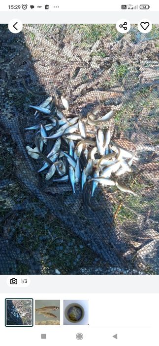 Slonecznica wysyłka cały kraj !