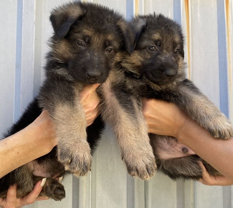 Щенки немецкой овчарки