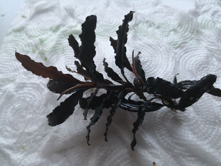 Bucephalandra  Silver Powder