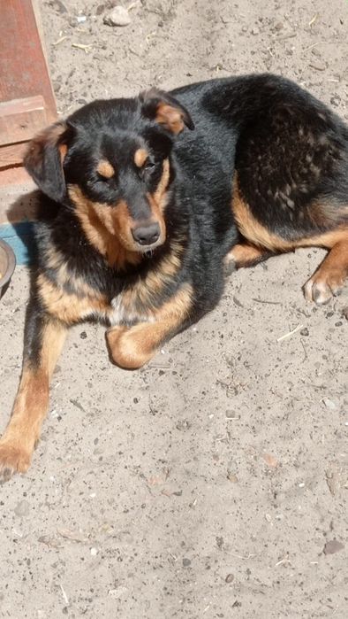 Терміново прилаштовується молода собачка Лекса