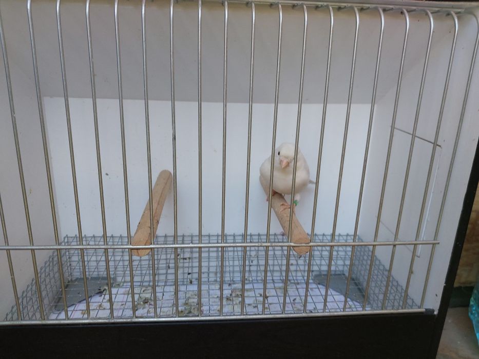 Kanarek biały sprzedam