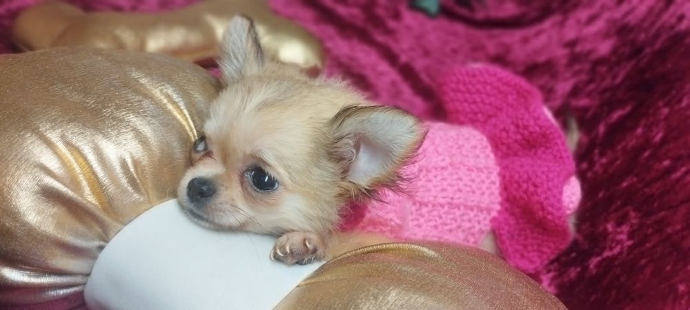 Super mini sunia xxs chihuahua