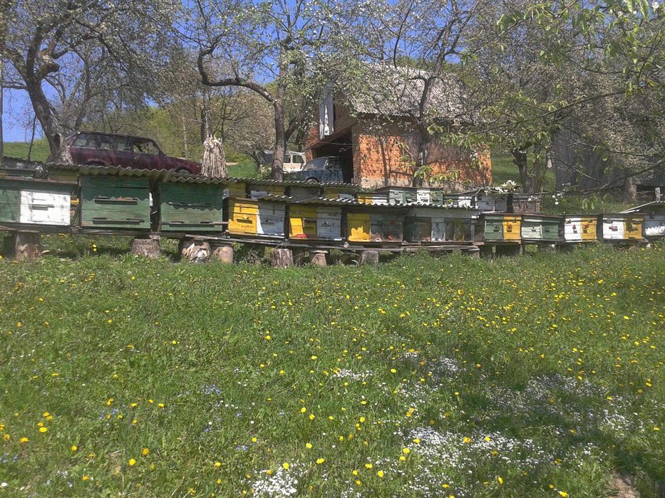 Продам бжолопакети Карптка