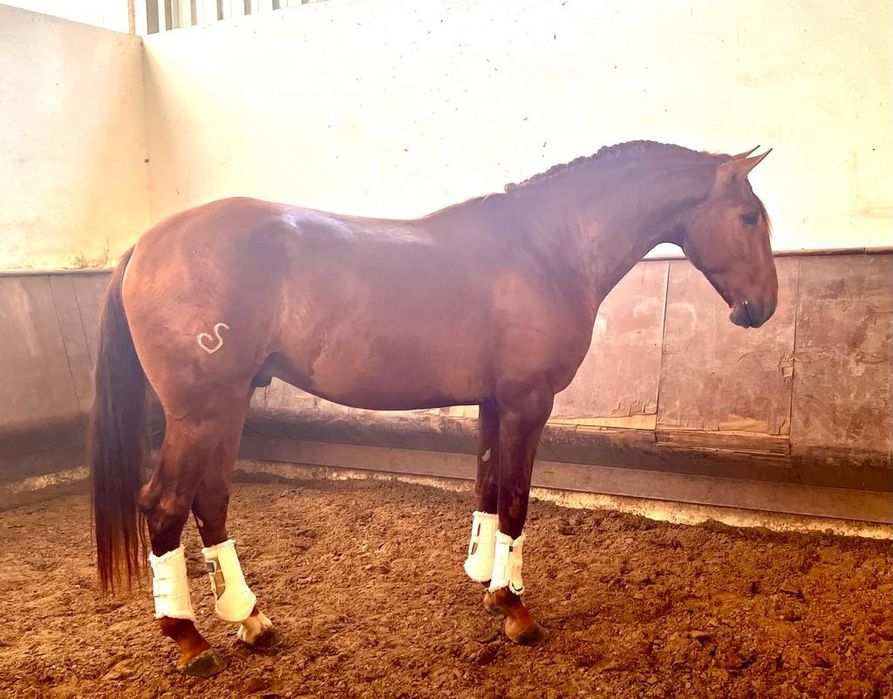 Cavalo    lusitano