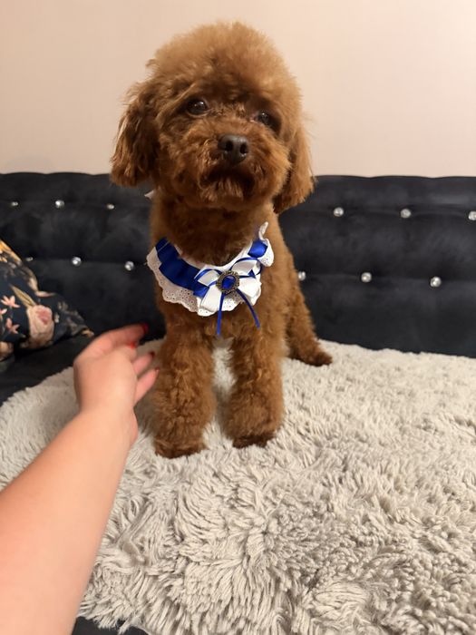 Maltipoo f1b piesek Gucio mama maltipoo tata pudel toy