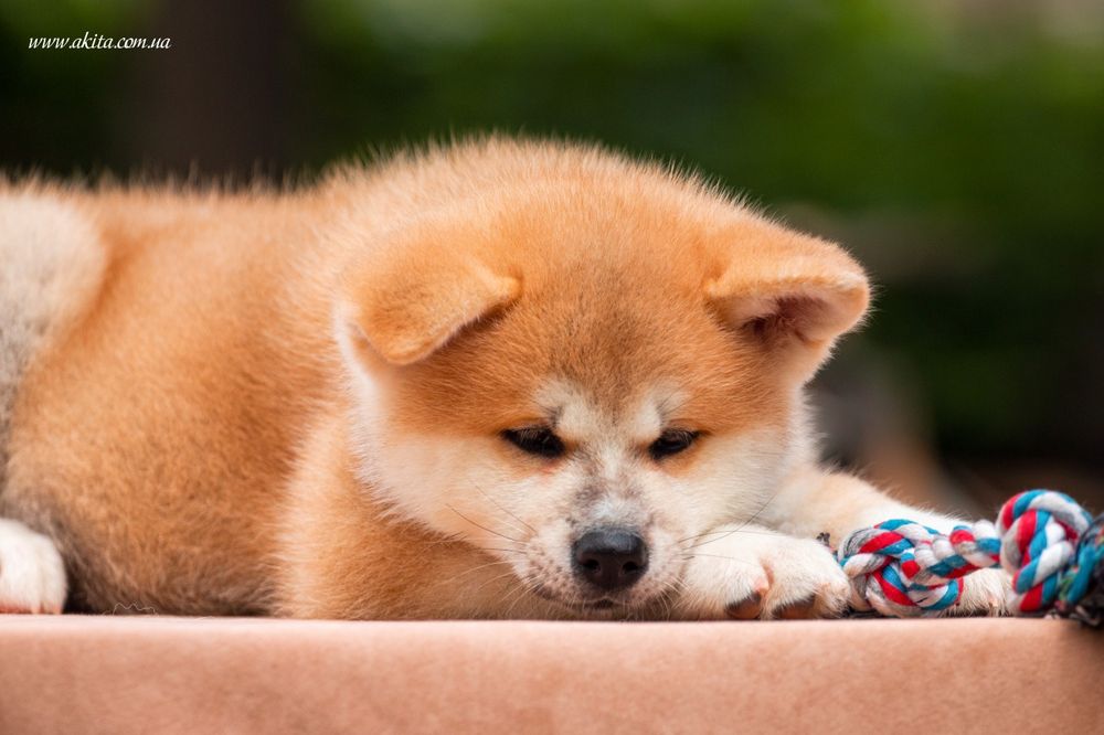 Акіта,   японська акіта,  Хатіко