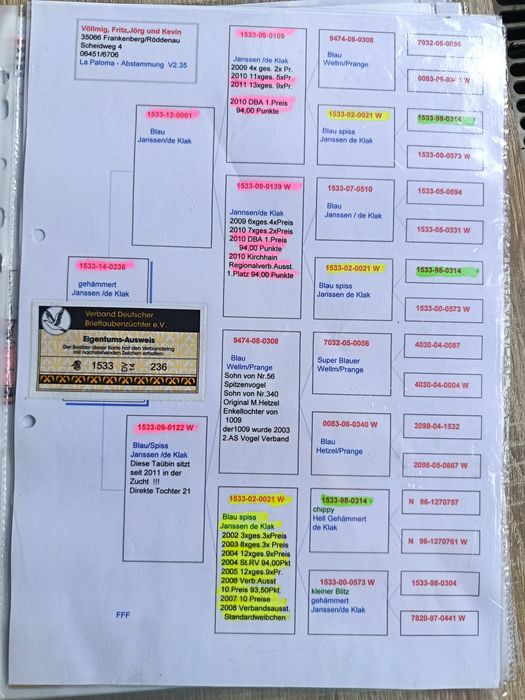 Golebie pocztowe w linii