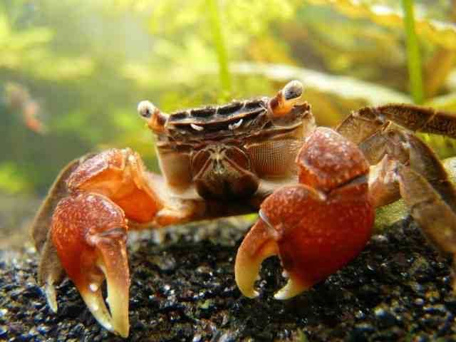 GB Krab Mangrowy - dowóz ryb!