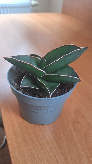 Sansevieria Samurai