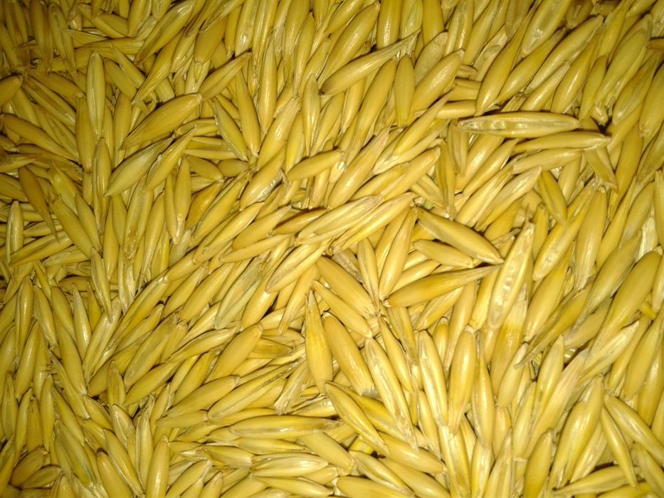 Owies  jary czyszczony