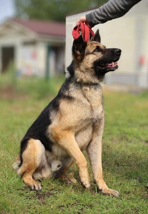 duży przyjazny pies czeka na dom