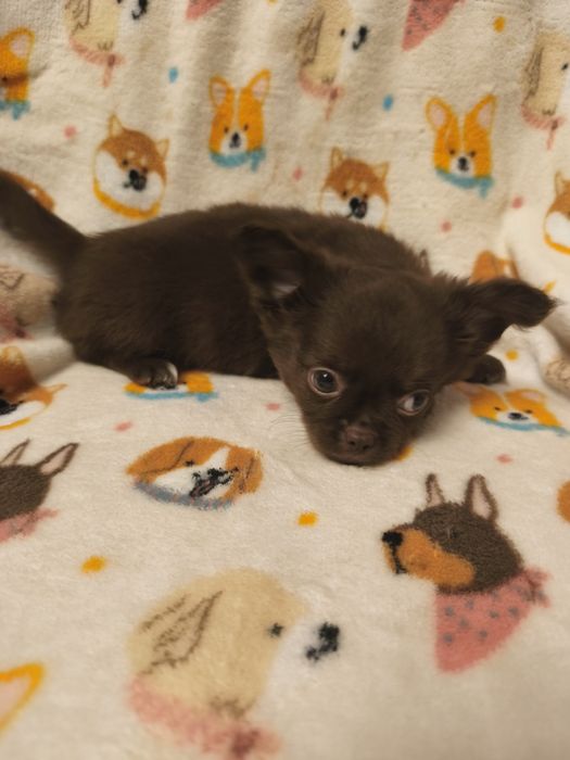 Chihuahua  qualidade excelente menino