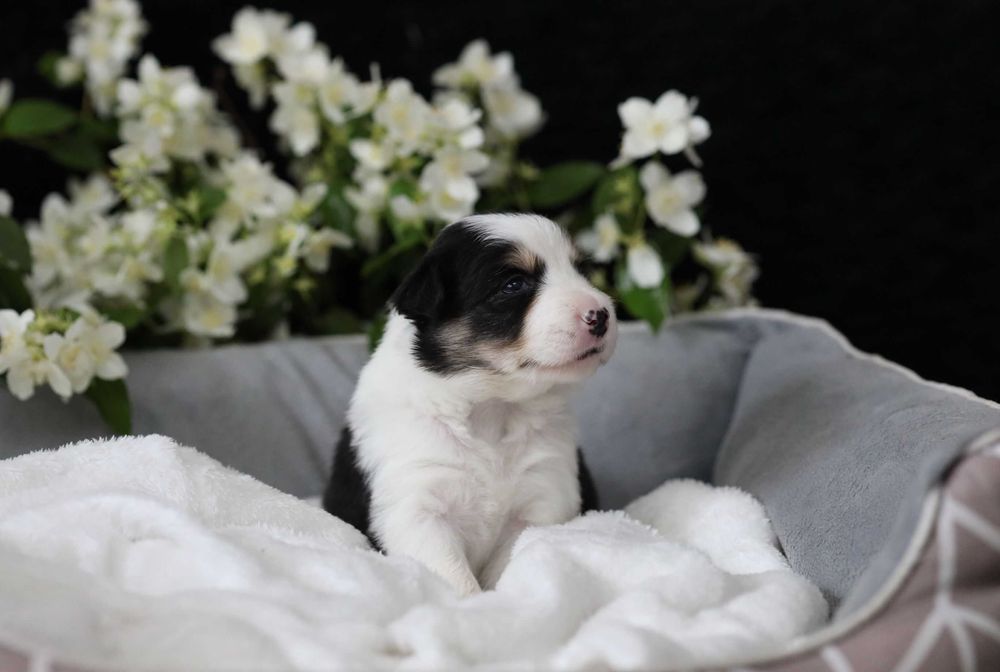 sunia tricolor border collie FCI