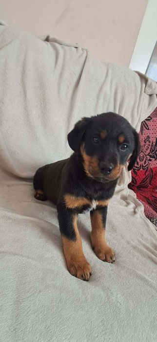 Szxzeniaki szukają domów