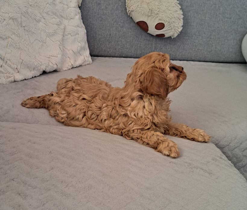 Cavapoo  f1 suczka
