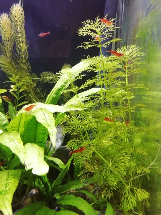 Camarões red cherry