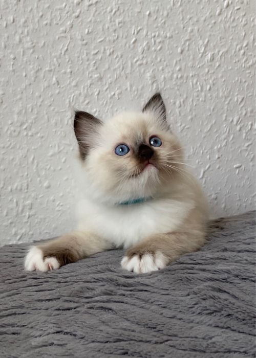 Kocurek Ragdoll Seal Mitted * FPL * Rodowód 5 pokoleń