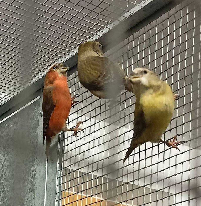 Aves anilhadas 2025/2026 (outras aves)