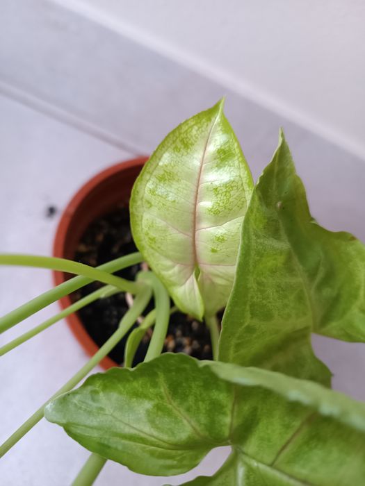 Syngonium Lemon Lime