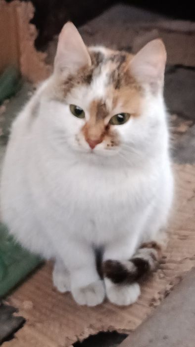 Котики в добрі руки