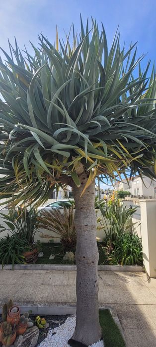 Vendo dragoeiros Lisboa