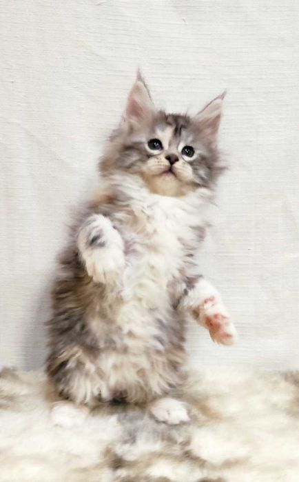 Мейн-кун дівчинка Орхідея з документами