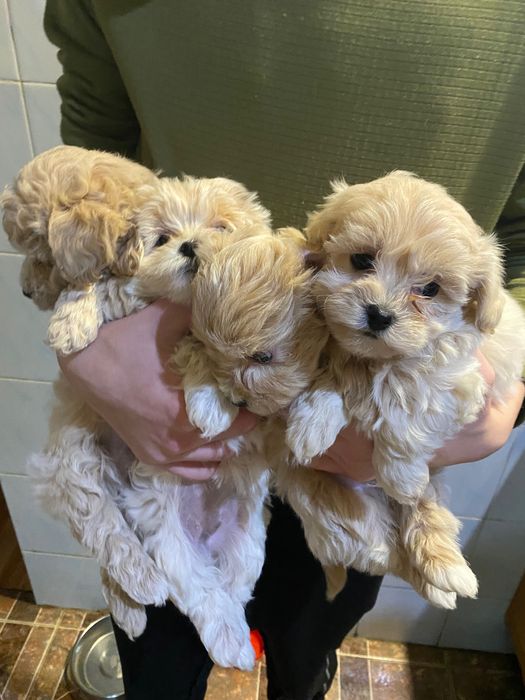 Мальтіпу ф1 помет