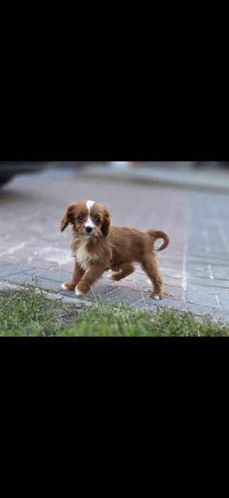 Cavapoo suczka mini Xss