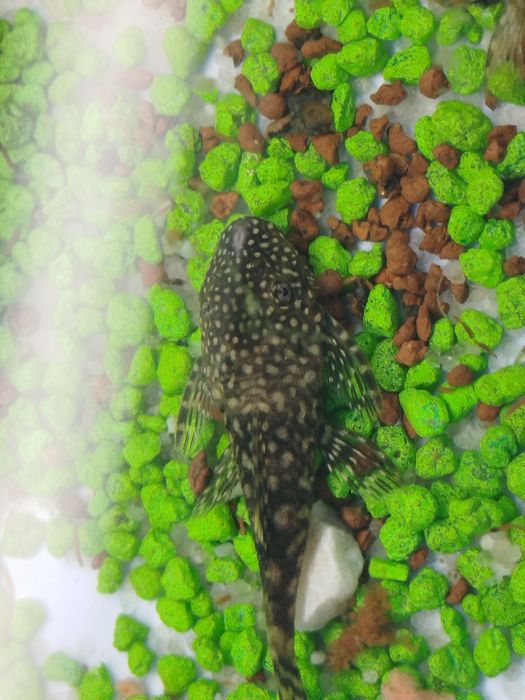 Ancistros   dos comuns