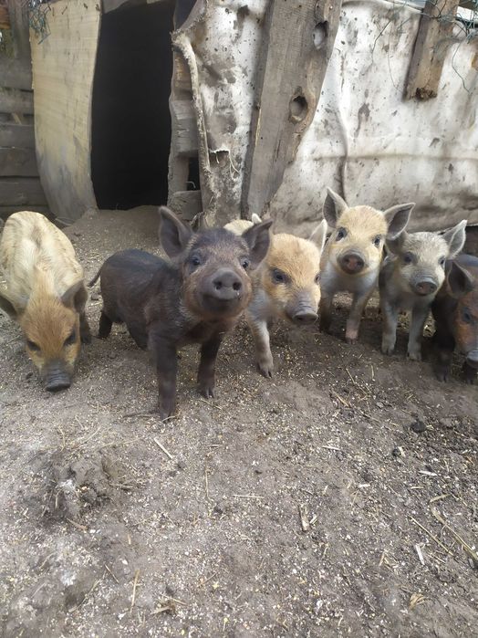 поросята продам , кармалы и вьетнамские