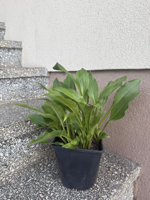 Funkia  fortunea