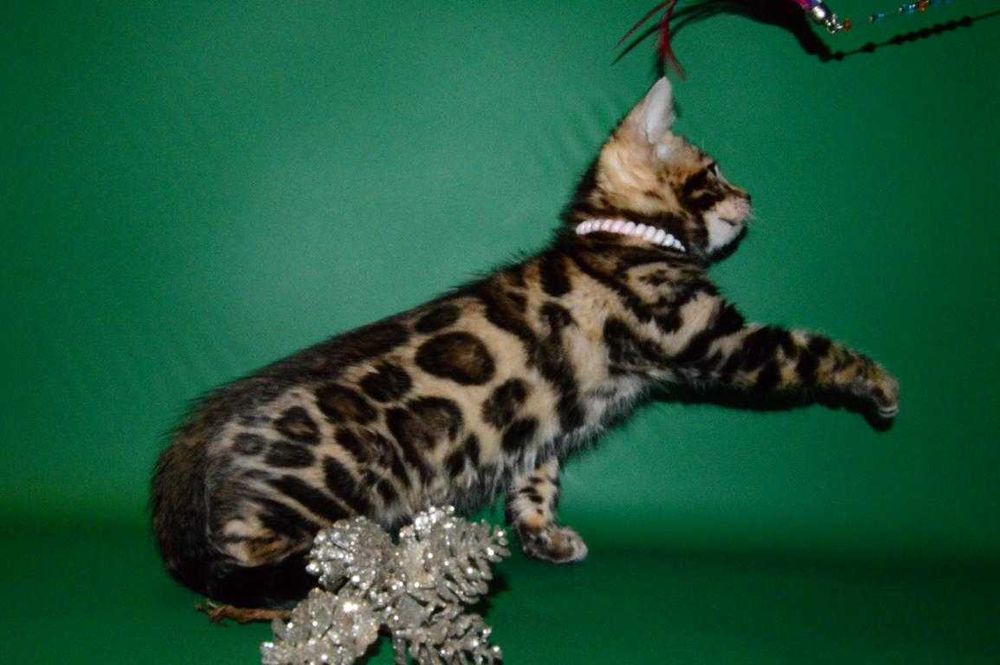 Красавчик мальчик. 2,5 мес. Питомник