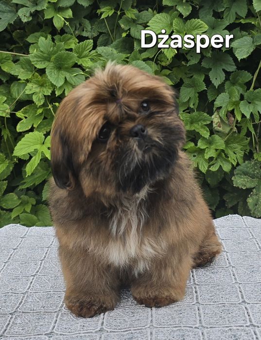 Piesek Shih tzu ZKWP
